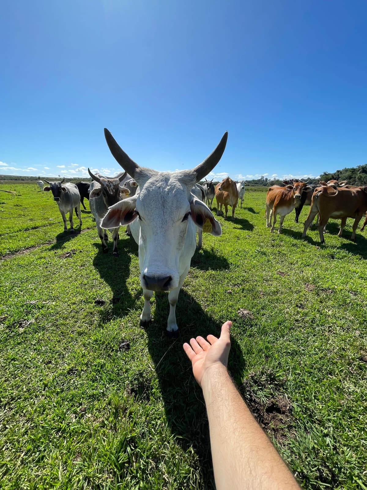 Una vaca del rodeo acercándose a una mano en el potrero